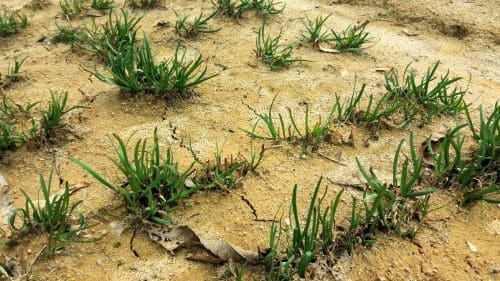 부추심기-옮겨심기-포기나누기