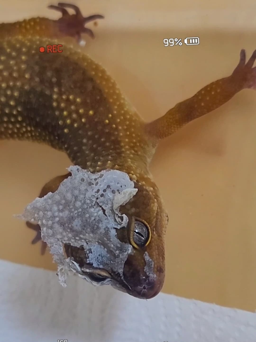 레오파드 게코 탈피 과정과 주기: 전문적인 관리법