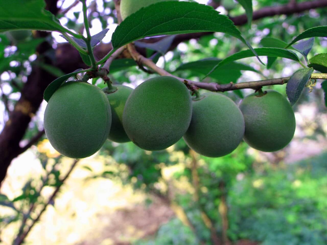 생방송투데이 3787회 이 주의 장바구니 전남 광양의 유기농 매실 전문 농장 매실사랑농원 주문방법