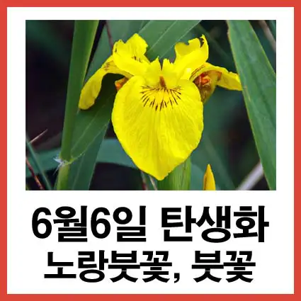 6월-6일-탄생화-노랑붓꽃