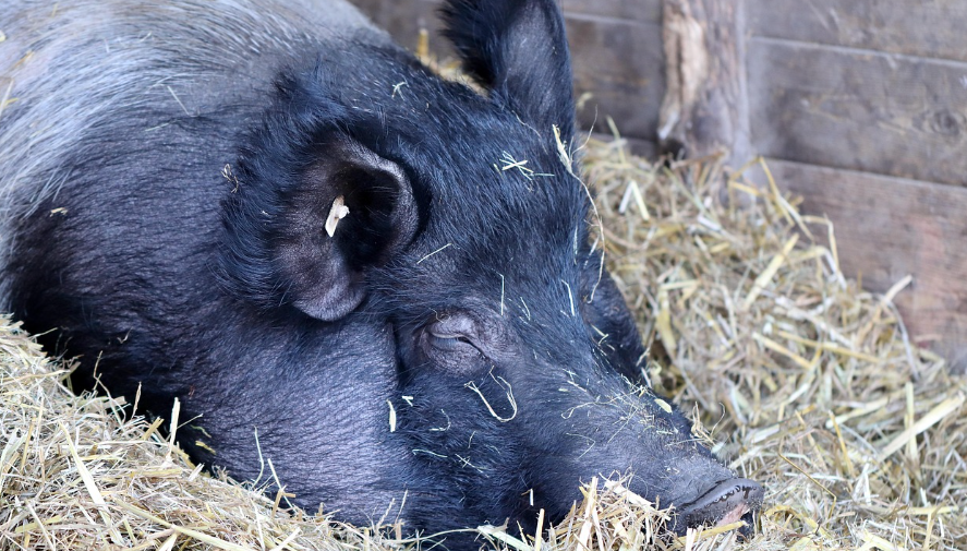제주 맛집 여행 관련 사진