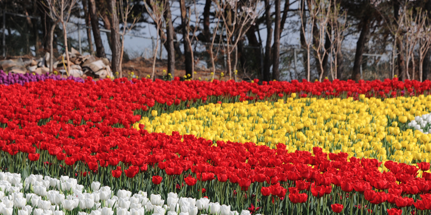 태안 세계 튤립 꽃박람회