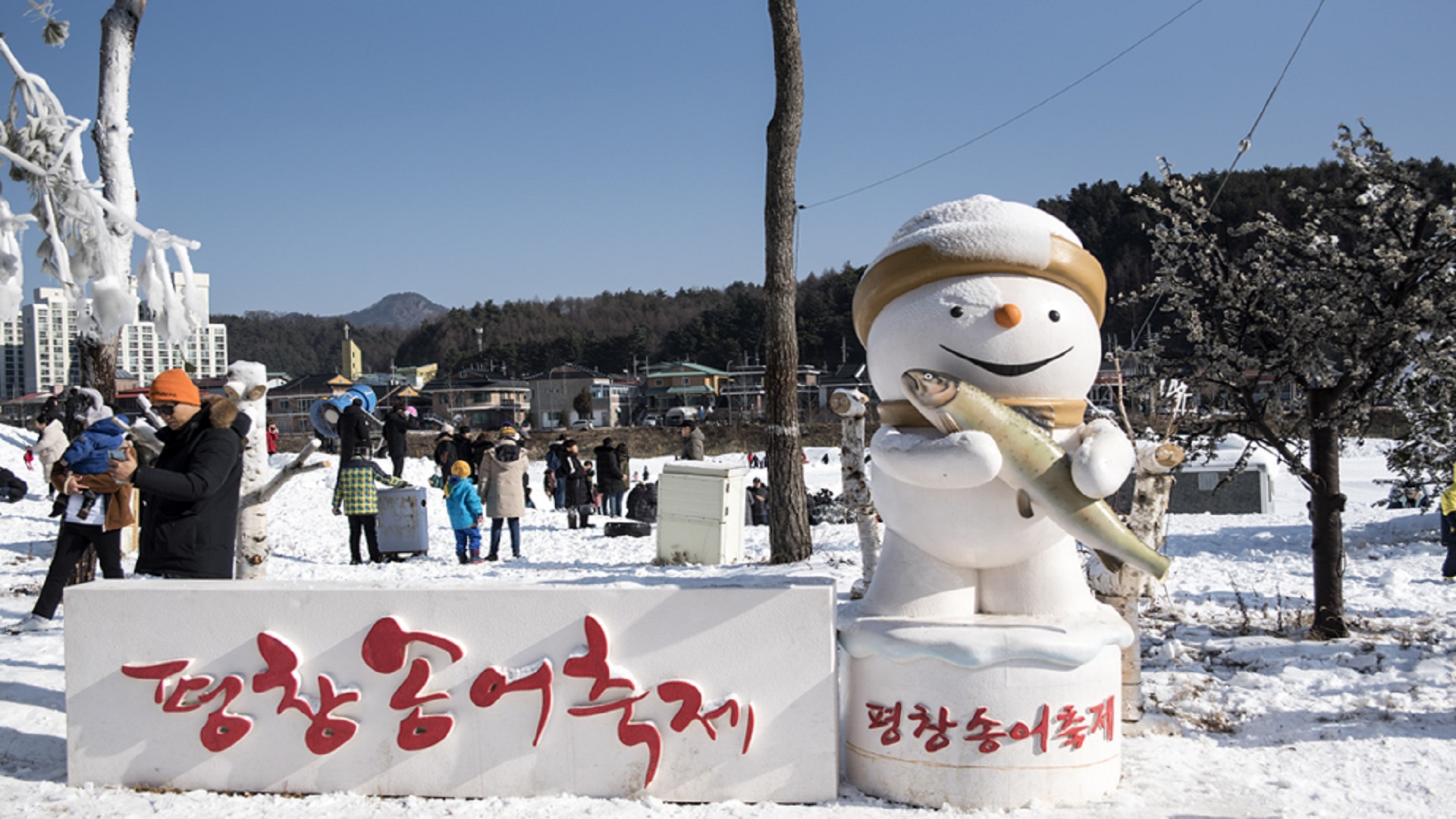 강원도 평창 송어 축제