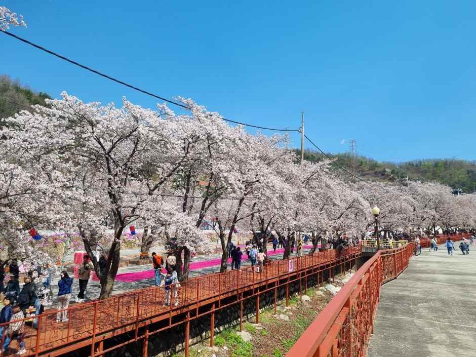 에덴벚꽃길 벚꽃축제 완벽 가이드