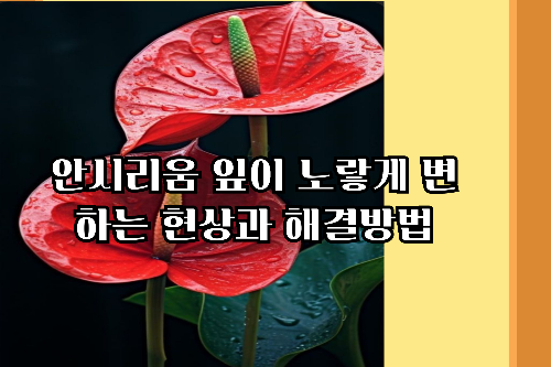 안시리움 잎이 노랗게 변하는 현상