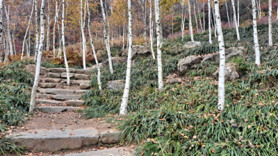 단풍명소_화담숲_자작나무숲