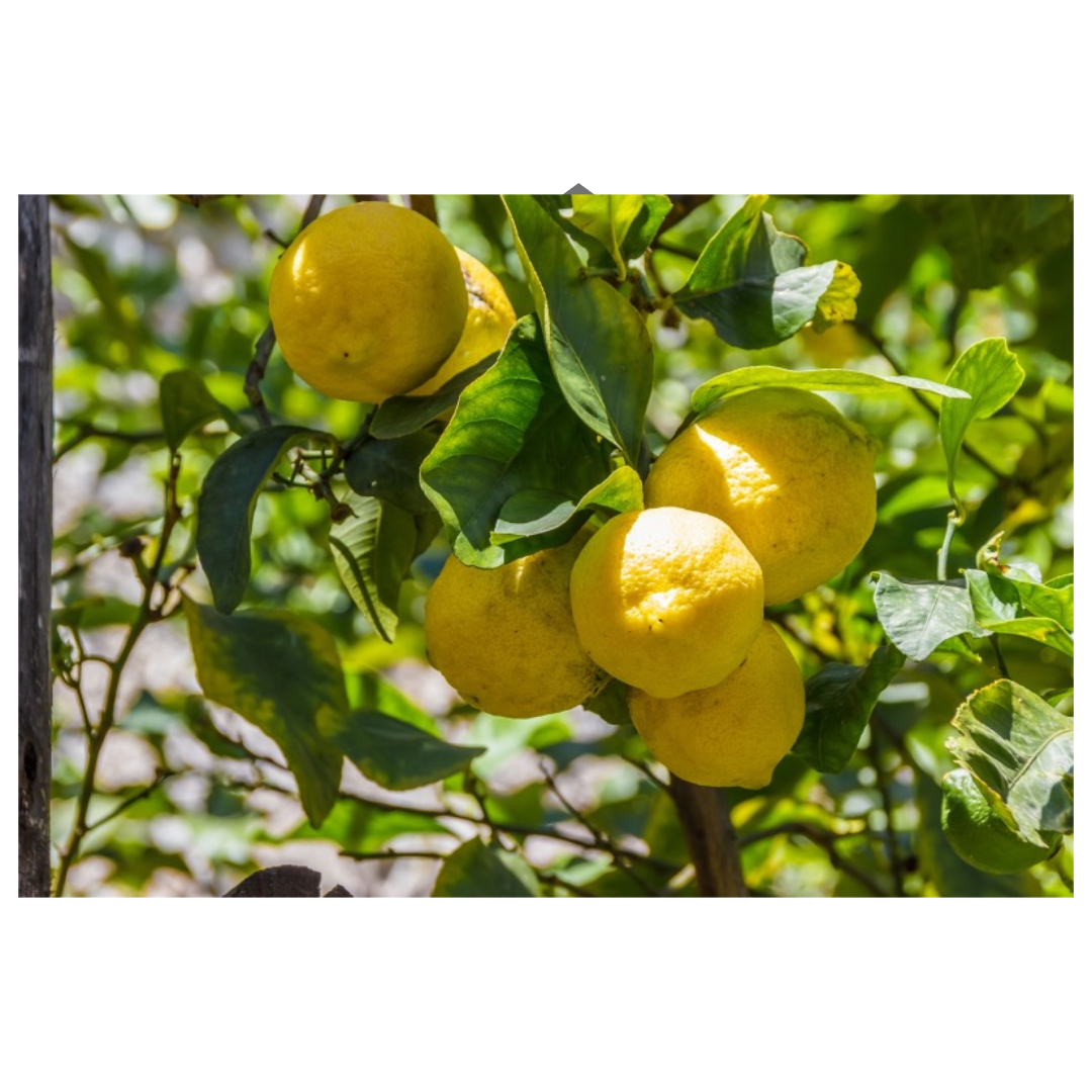 레몬수와 관련된 사진입니다.