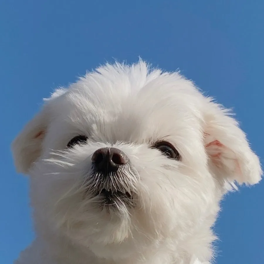 말티즈 성격 분양 가격 수명 장점 단점_8