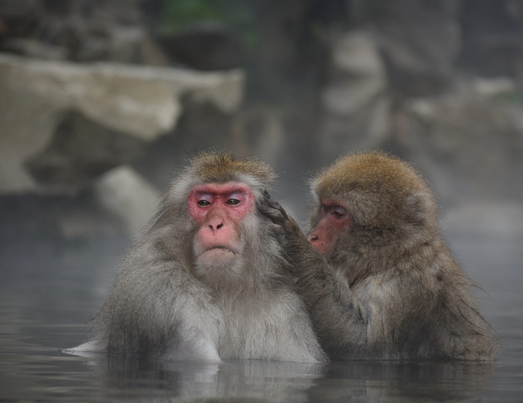 일본 온천여행,벗꽃과 특별한 여행