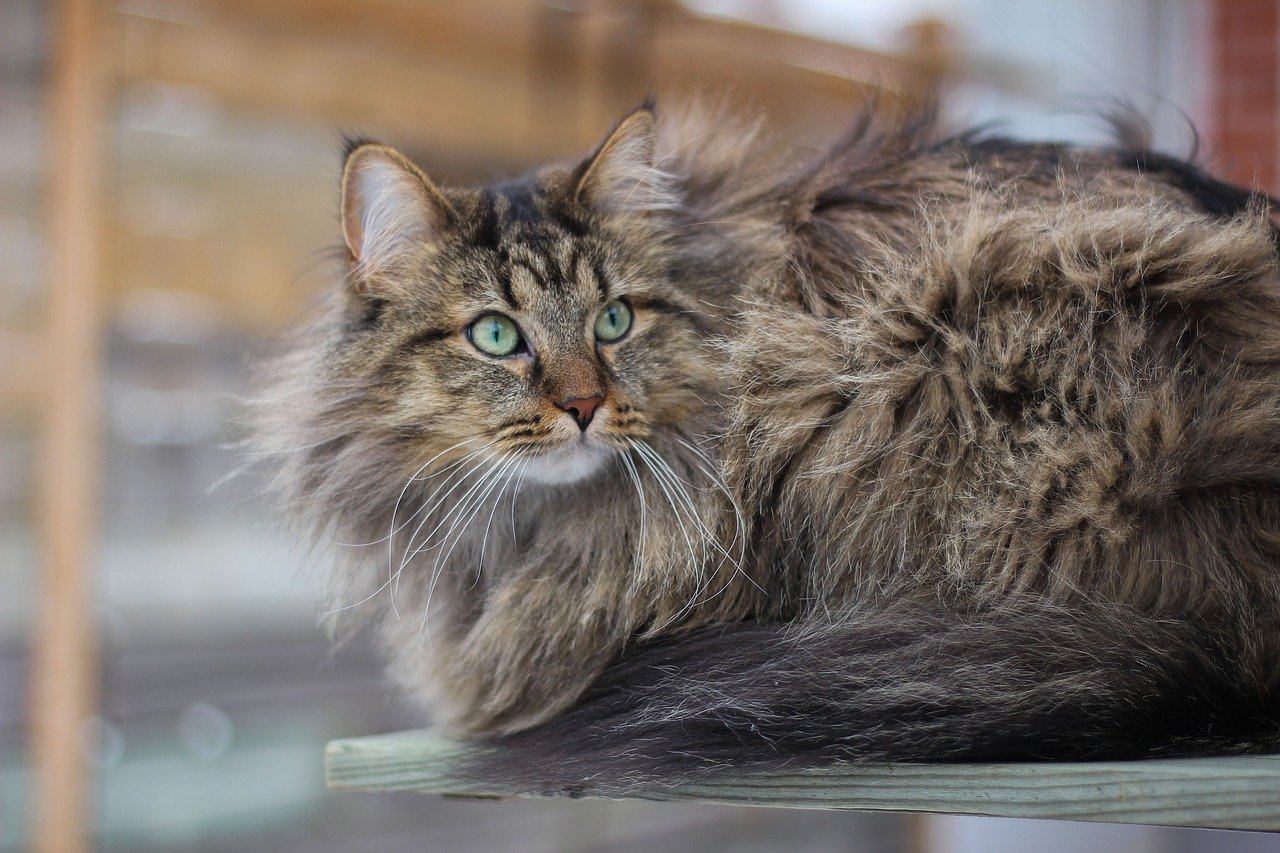 고양이 장모 단모 피부 질환