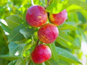 복숭아 나무 한살이 시기_24