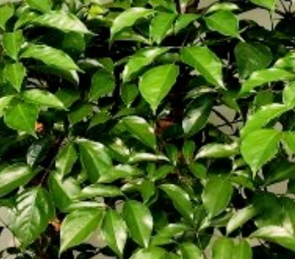 해피트리(Happy Tree) 잎