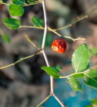 대추 효능과 부작용 고르는법 칼로리