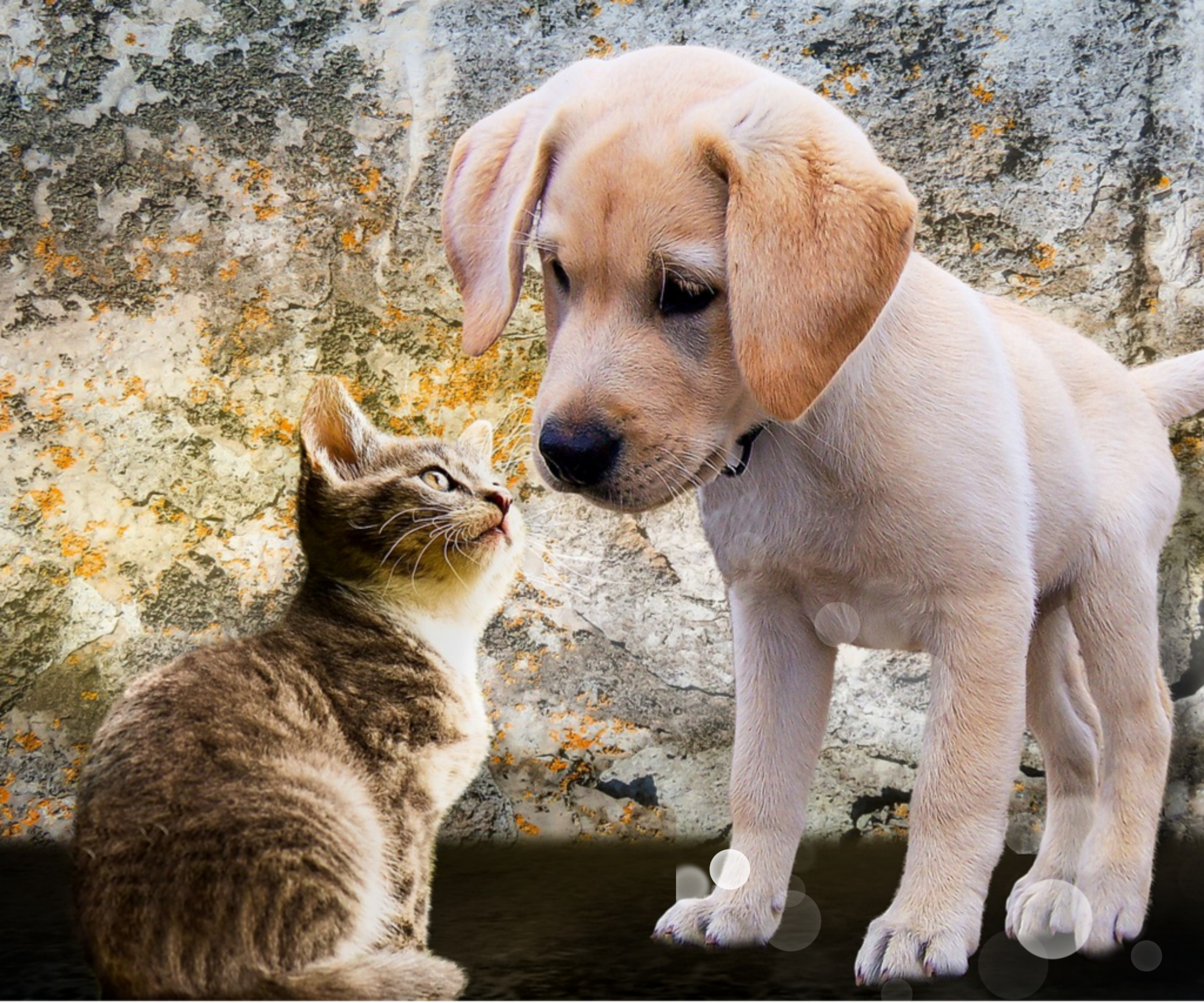 펫 테라피 들어보셨나요? 반려동물이 정신건강에 미치는 영향