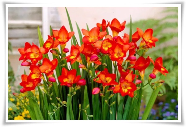 "프리지아" 봄을 알리는 황금빛 향기, 그 매력과 재배의 모든 것!