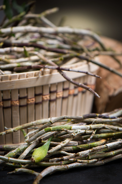 첩약 비용 실손 보험 청구 방법