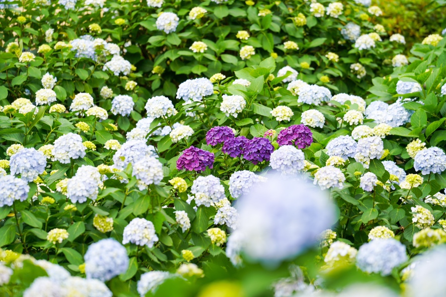 남부면 수국축제