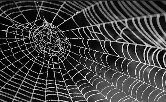 거미 행동 연구가 뇌 과학과 인공지능 발전에 주는 힌트