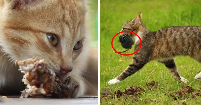 고양이 기생충 사진 약 증상_4