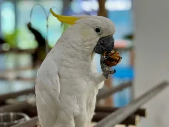 앵무새 분양 가격 키우기 분양 수명 먹이 성격 종류_25