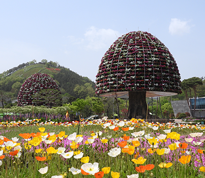 함평나비축제 일정, 초대가수, 입장료 할인정보🦋