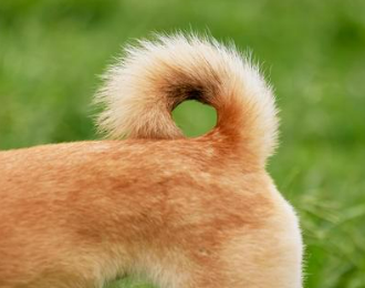 강아지 꿈해몽 상황별 의미 총정리 (길몽 vs 흉몽)