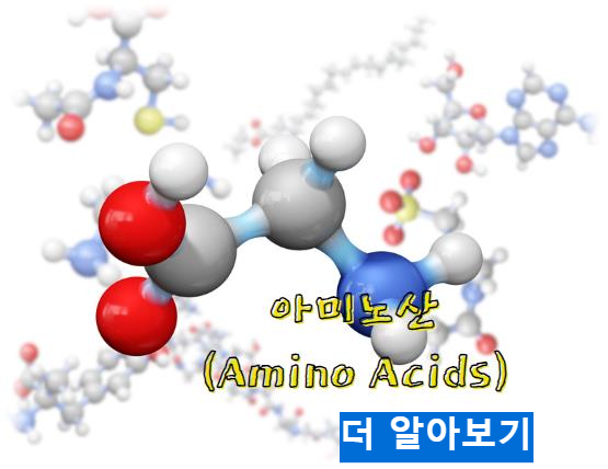 아미노산 알아보기
