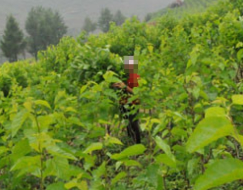 한국의 떡 종류 고치떡-뽕잎 따기