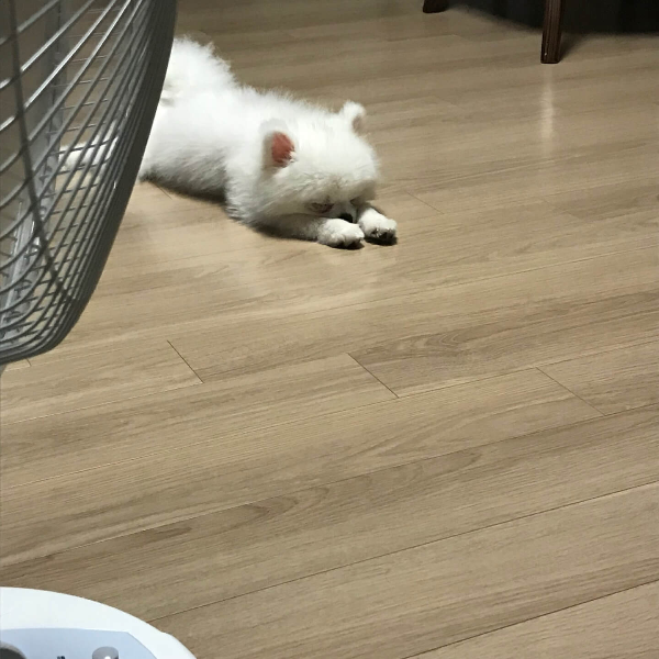 슈퍼맨_강아지