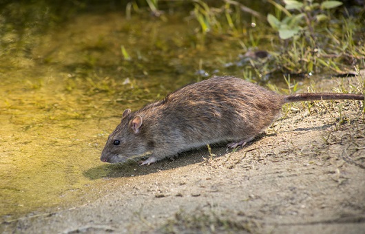 신증후군출혈열 예방방법