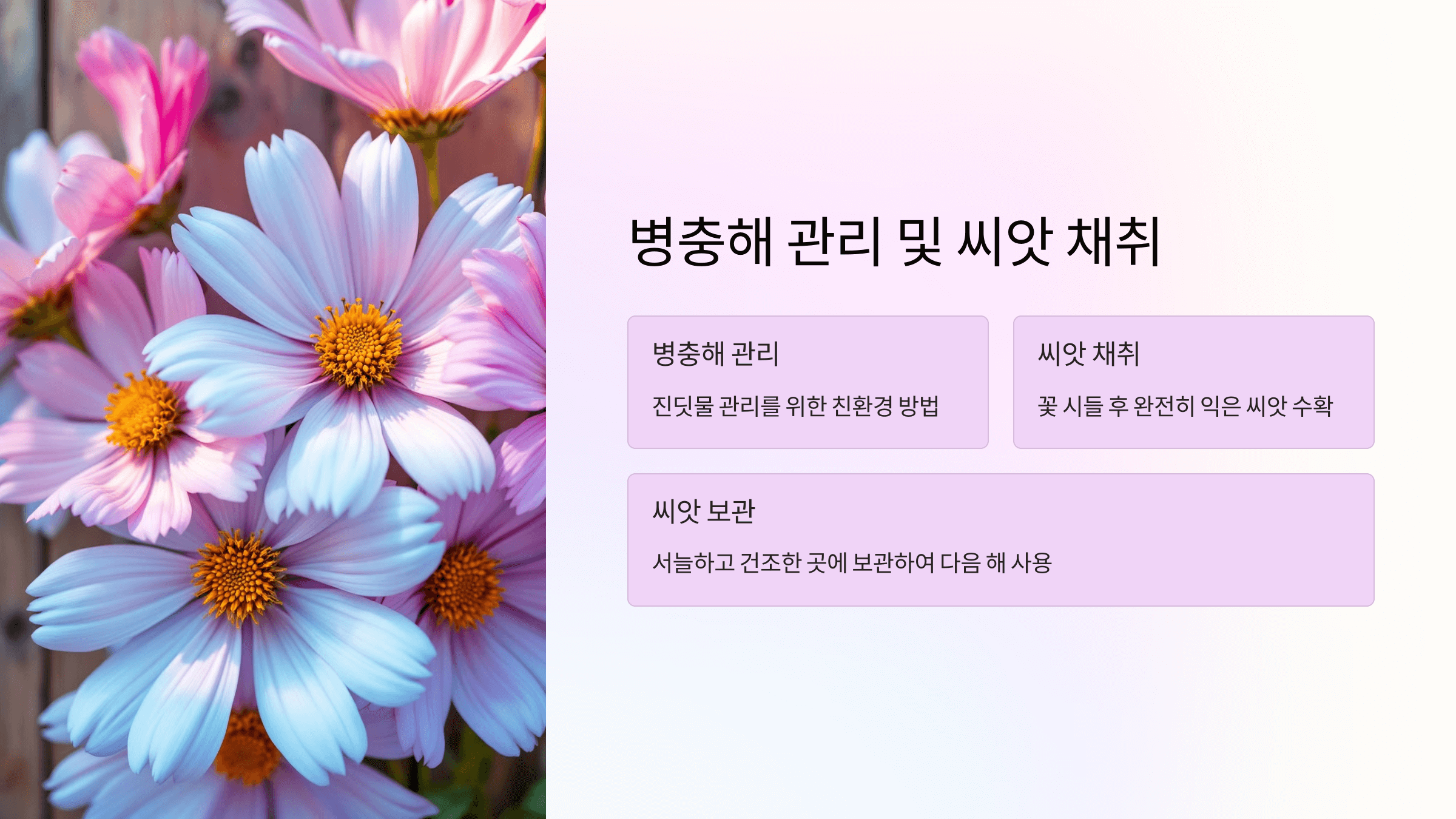코스모스 사진입니다.