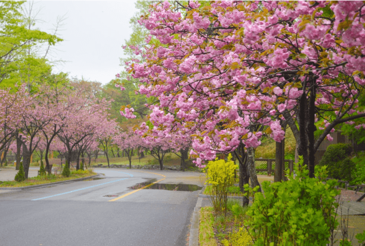 서울대공원