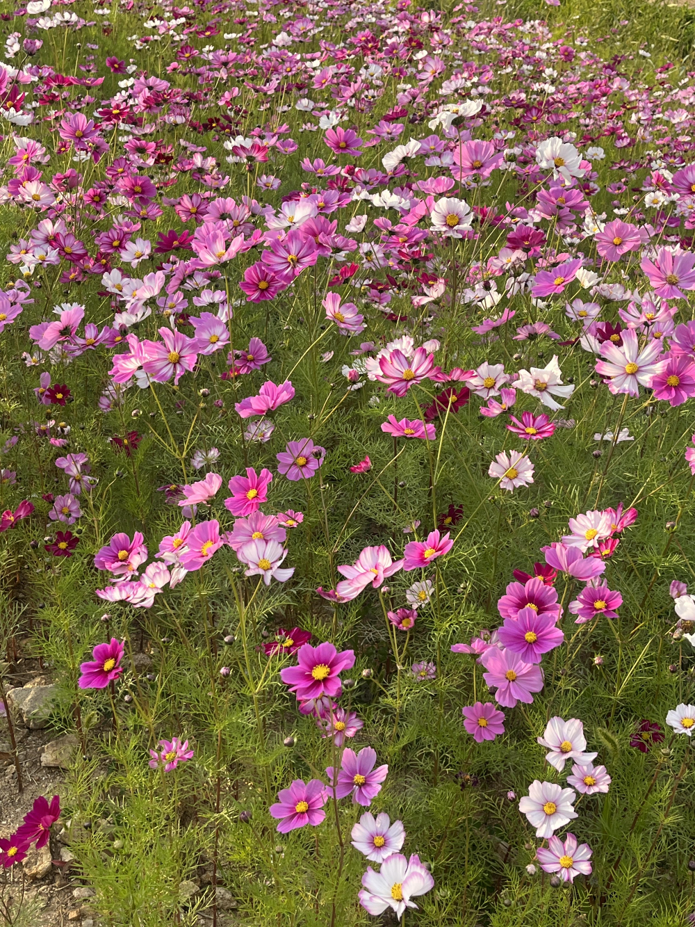 송도 맨발걷기 코스코스 구경