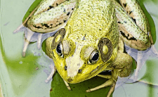 부엌에 개구리가 있는 꿈해몽