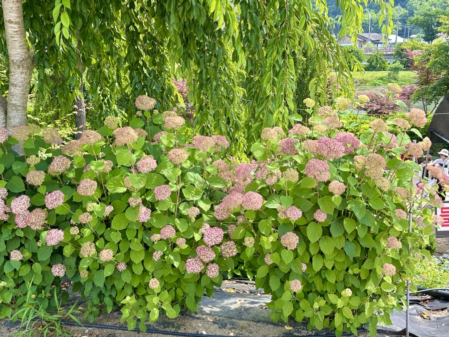 유구색동수국정원 수국축제
