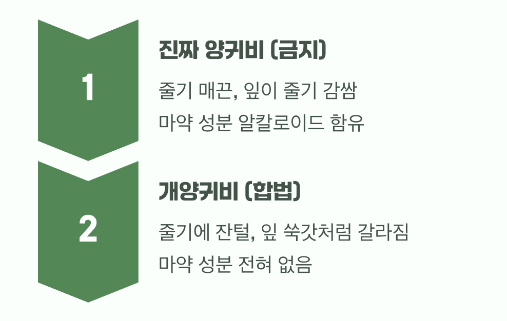 &amp;#39;진짜&amp;#39;와 &amp;#39;가짜&amp;#39; 양귀비&amp;#44; 이것만 알면 끝!