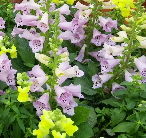 울릉도에서 맨발로 걸어 보자