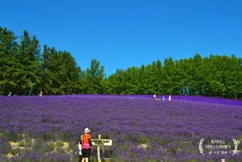 홋카이도 여름 여행코스 4박5일 일정과 맛집 정보 정리_7