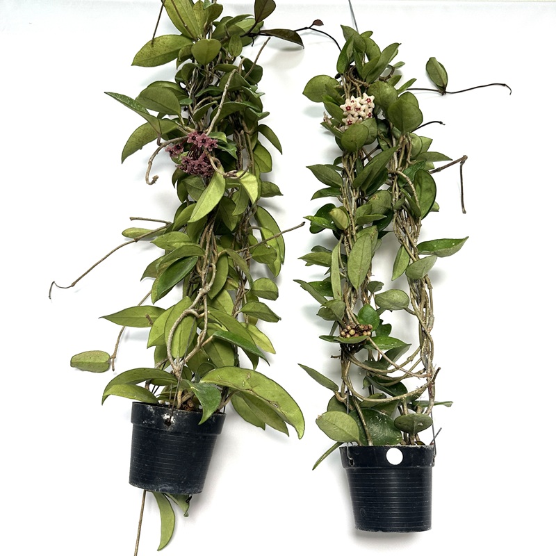 호야 키우기 수경재배 꽃피우기 물주기 꽃말