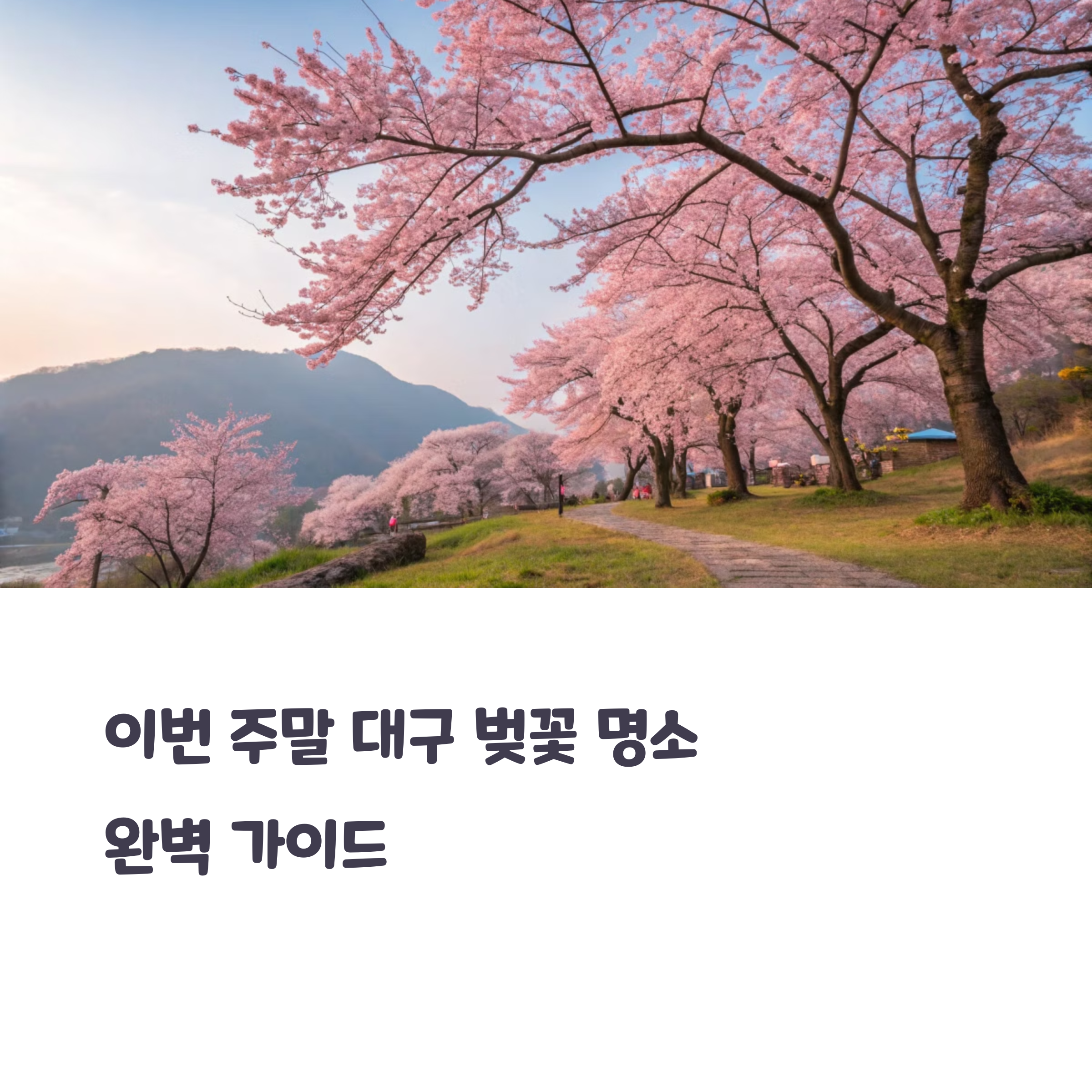 대구벚꽃축제 핫플