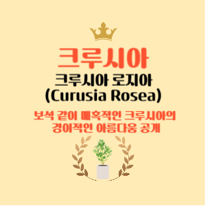 크루시아 크루시아 로지아(Curusia Rosea): 이 보석 같은 식물의 매혹적이고 경이적인 아름다움과 관리 방법 공개