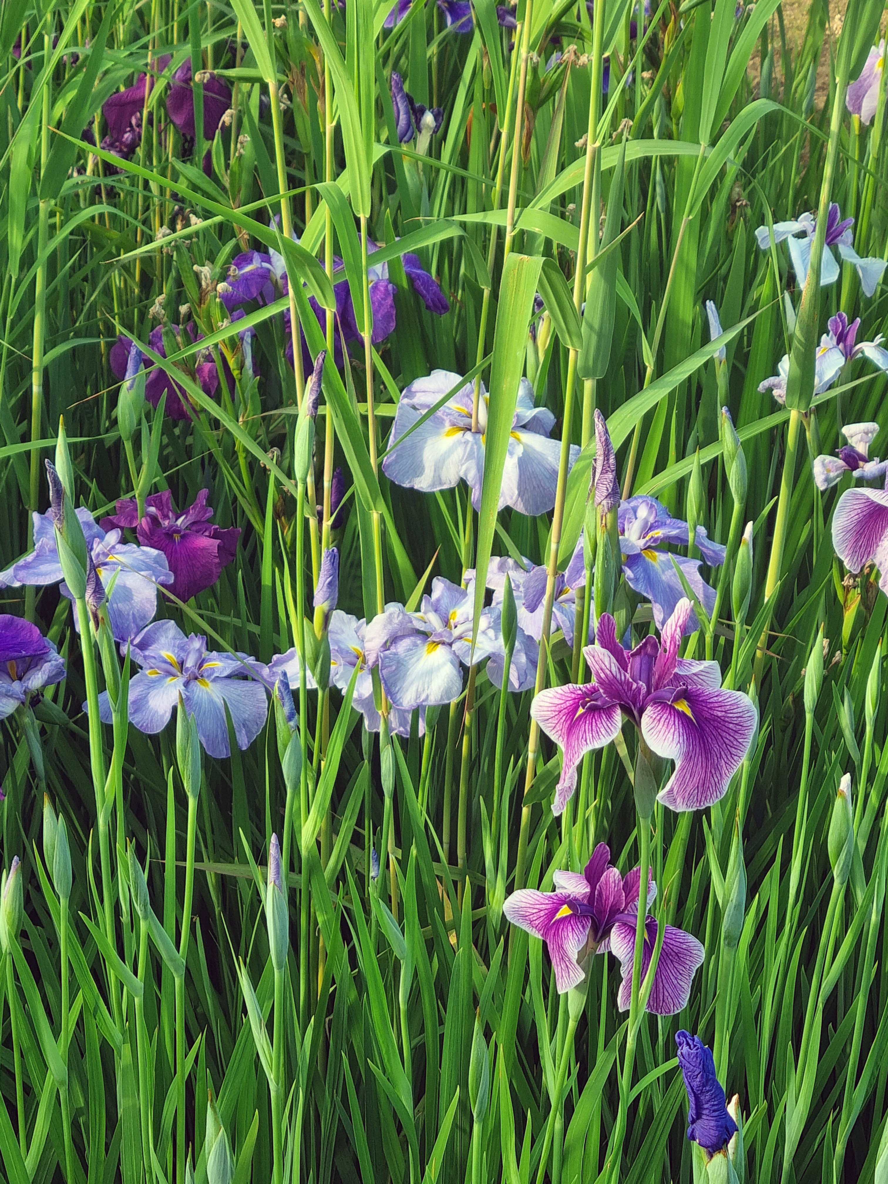 보라색 붓꽃 사진