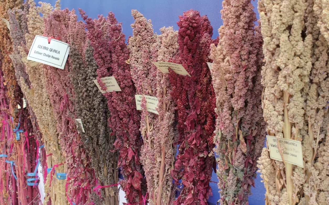 퀴노아 재배 배수성 좋은 흙 고온 건조 적응 수확_9