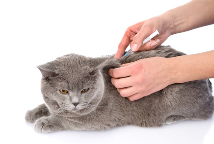 병원에서 백신을 맞는 고양이.