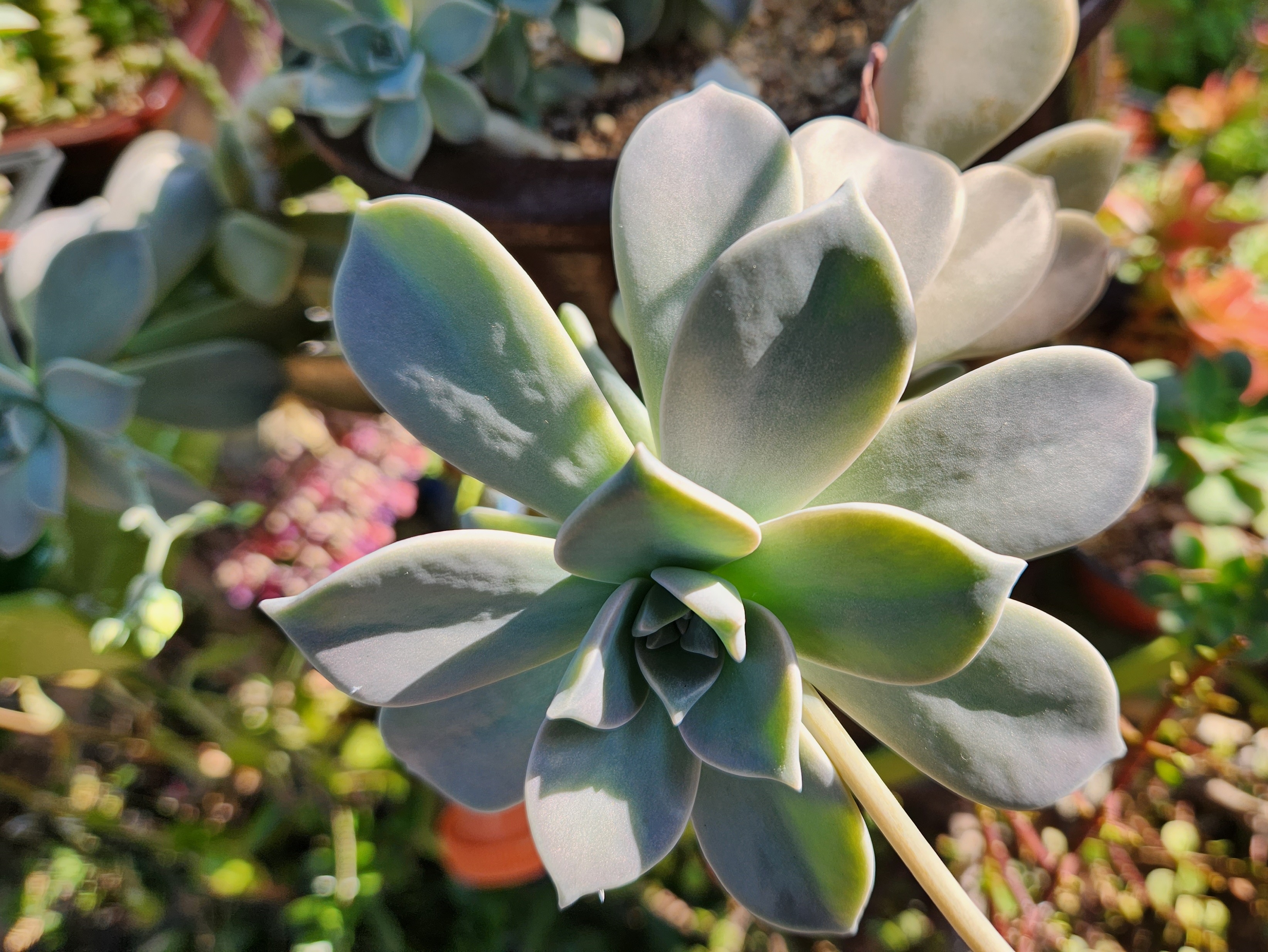 용월