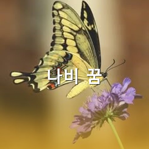 황금-빛나는-나비가-보라색-꽃에-앉아-꿀을-빠는-모습
