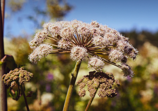 큰멧돼지풀의 모습