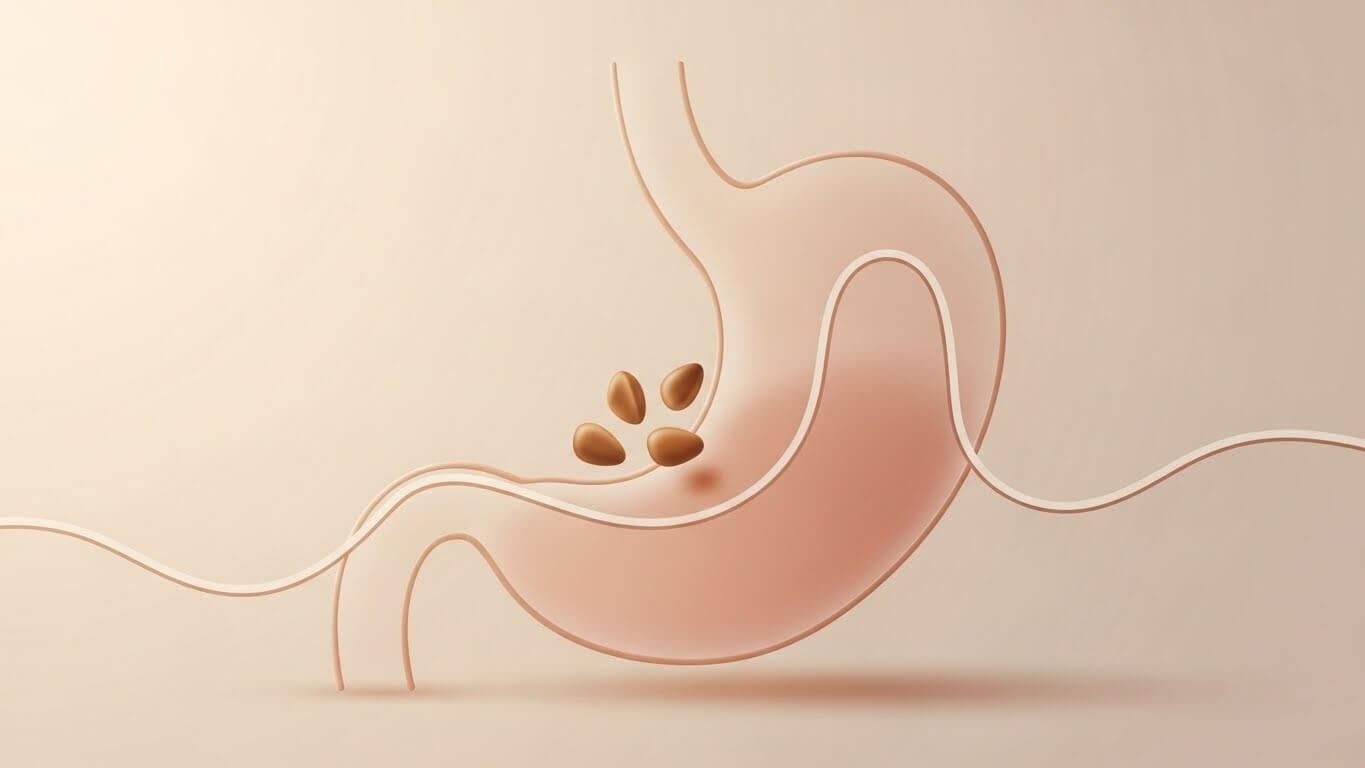 3. 소화 개선에 미치는 피놀렌산의 생리적 역할