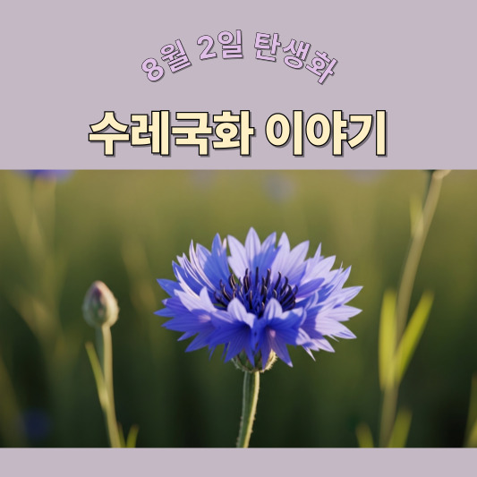 8월 2일 탄생화, 수레국화