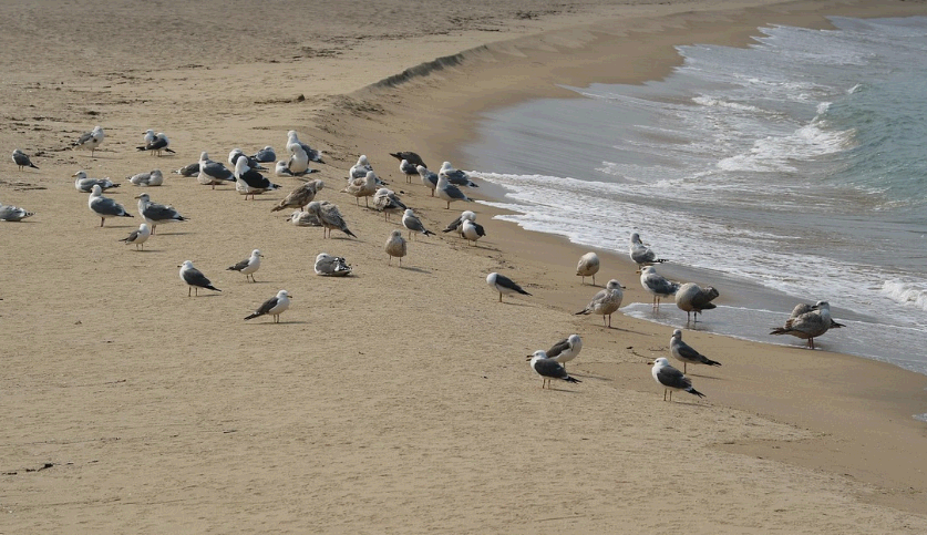 하조대해수욕장